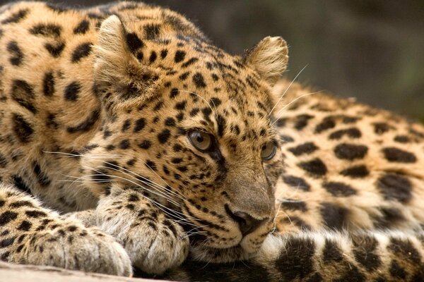 A predatory leopard is resting on a tree