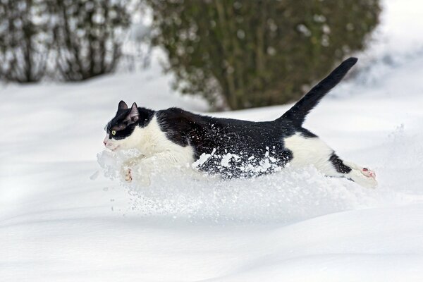 Beau chat sautant dans la neige