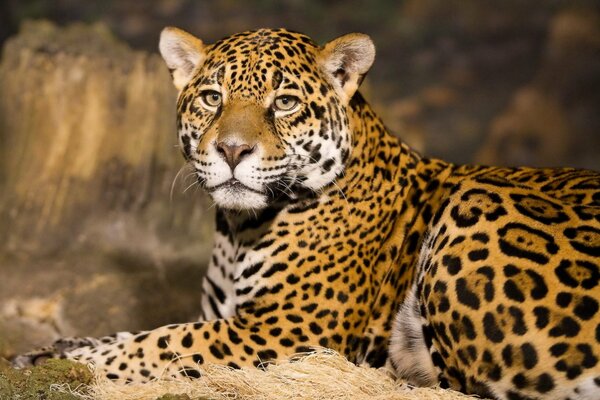 Jaguar depredador descansa en la naturaleza