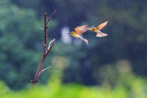 Les oiseaux volent à l arbre sous la pluie