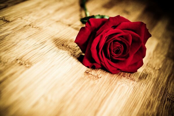 Rose rouge sur une table en bois