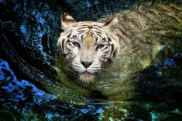 Tigre albinos nage dans le lac