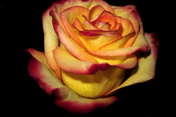 Красно-желтая роза на темном фоне