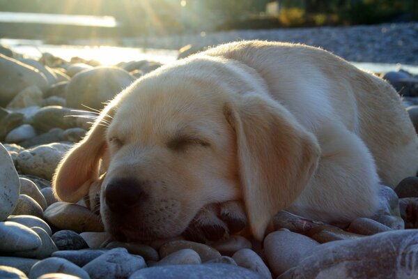 A small Labrador puppy is resting on the rocks