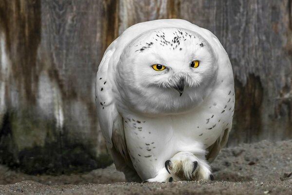 The white owl looks menacingly