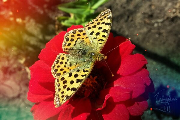 Piękny motyl na kwiatku