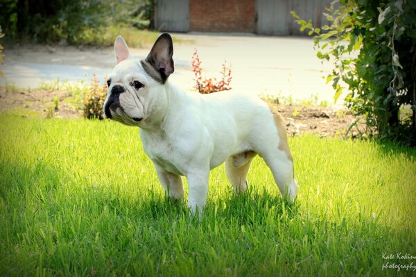 Französische Bulldogge im Gestell auf dem Rasen