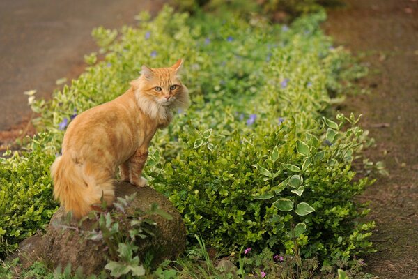 A red-haired cat sits on a stone near the flowers