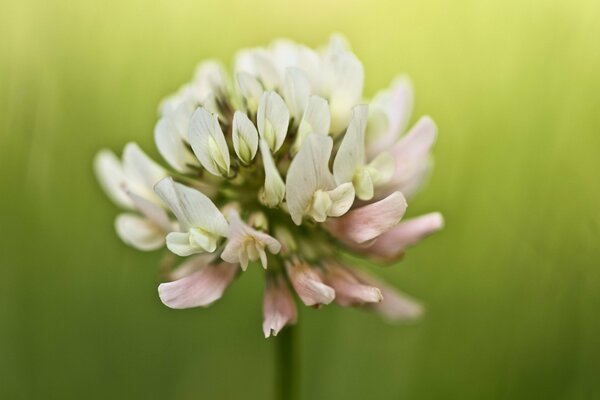 Trèfle sur fond vert lors de la prise de vue macro