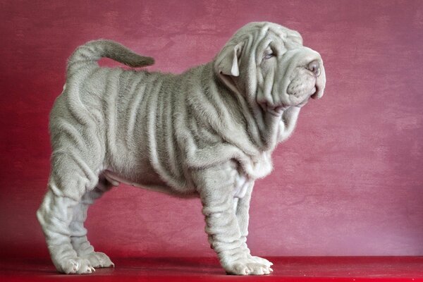 Shar Pei posa contra un lienzo rojo