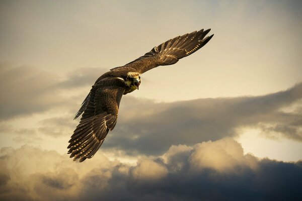 Volo dell Aquila nel cielo con le nuvole