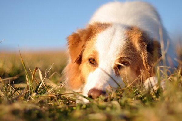 Ein Hund mit einem freundlichen Blick auf das Gras