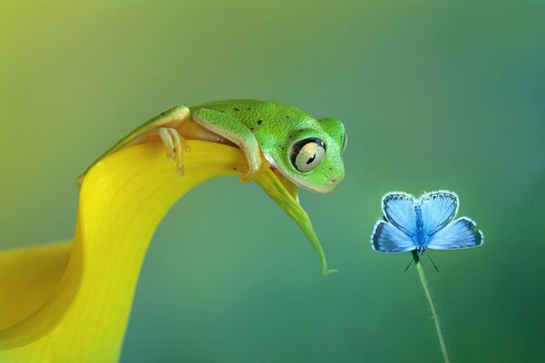 A frog trying to eat a blue butterfly