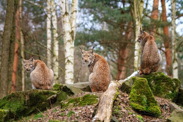 Drei Luchse auf Steinen im Wald