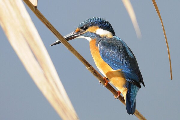 A kingfisher bird sits on a branch