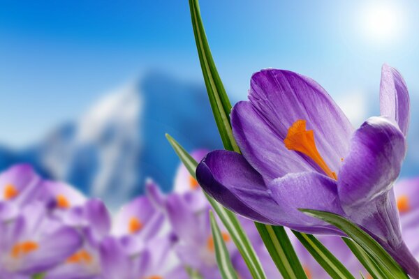 Purple crocuses on a mountain background