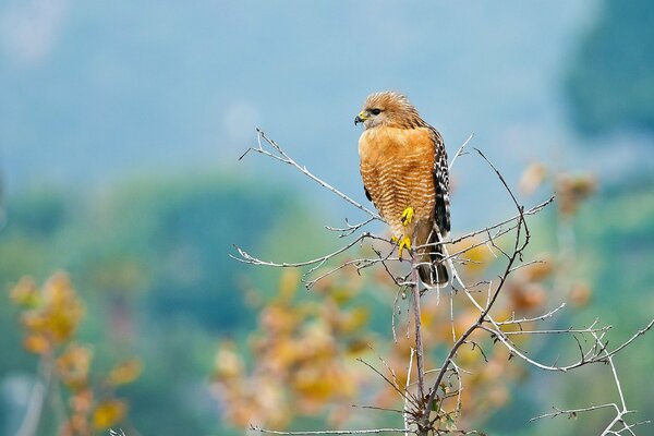 Le faucon est assis sur une branche mince