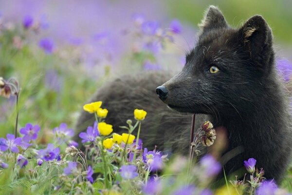 Black Arctic fox in the grass