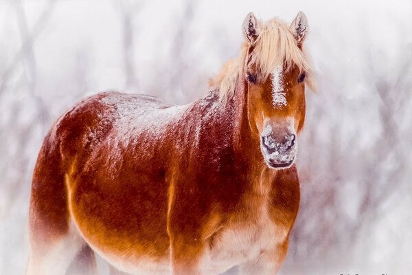 Ginger is a horse with a light belly in snowy weather