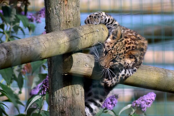 Leopardenkätzchen spielt am Zaun