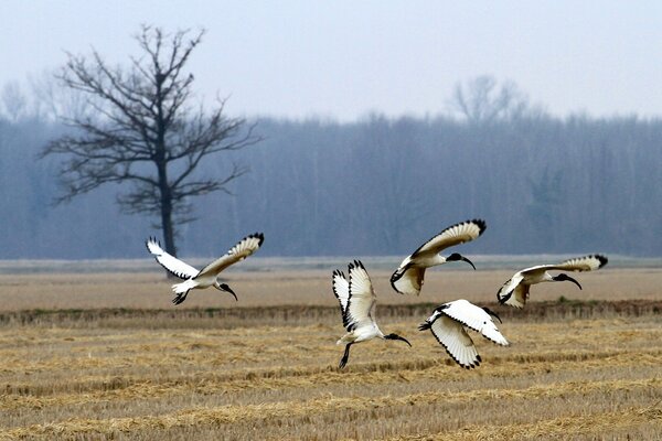 Vögel fliegen in einem Feld am Baum vorbei