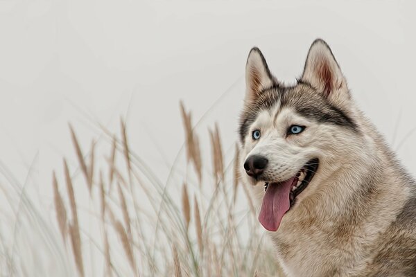 Siberian Husky o niebieskich oczach