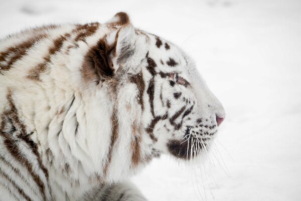 Profile of a white tiger in the snow in winter