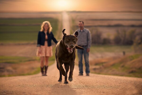 Running dog plays with owners