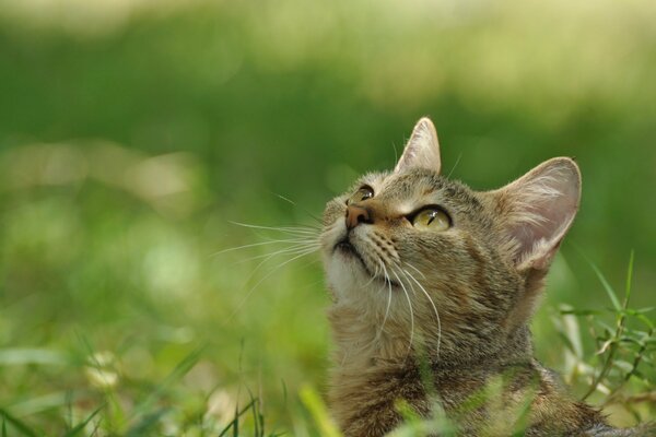 A young cat looks up