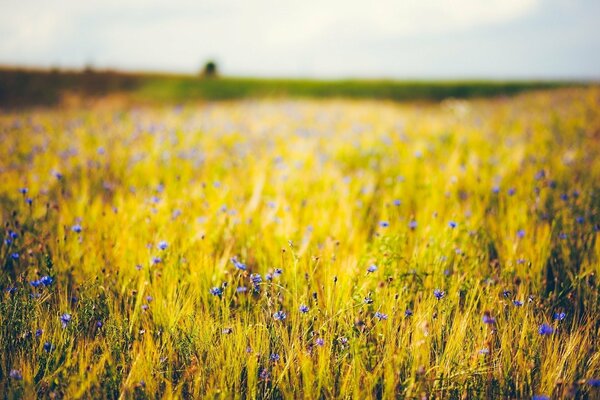 Lila Blüten auf dem Feld des goldenen Weizens