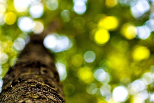 Tronco de árbol en el fondo de hojas macro