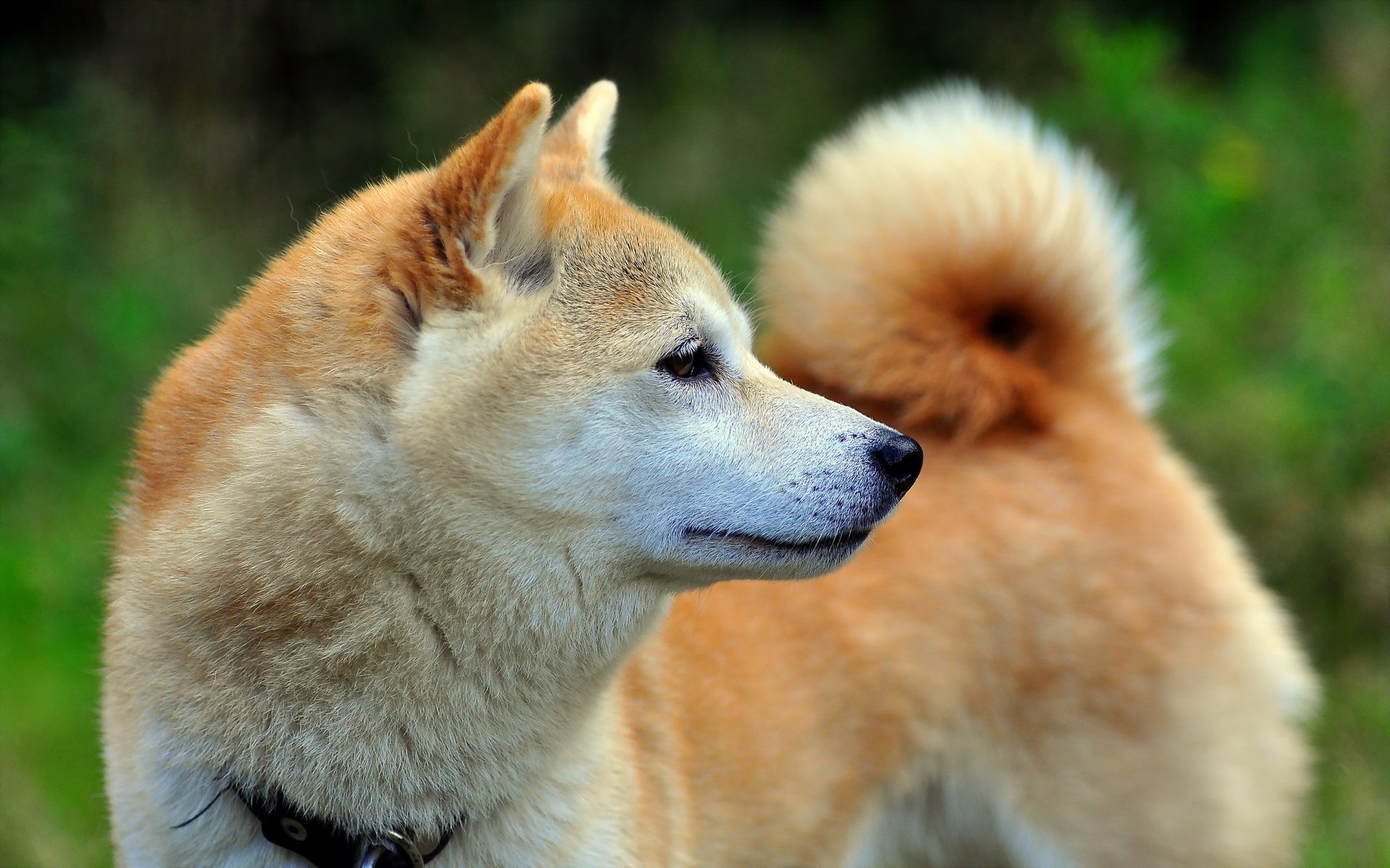 perro amigo mirada