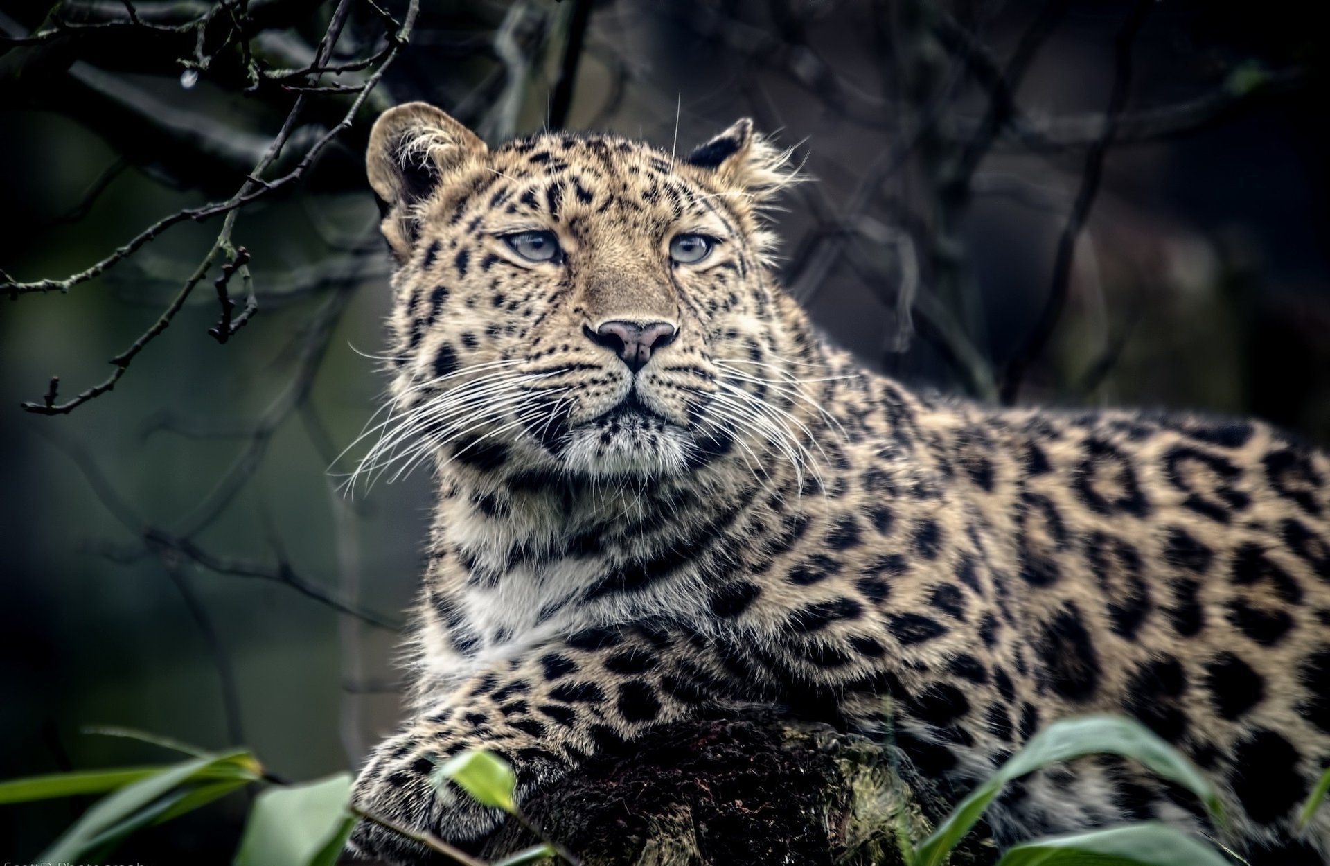 leopard predator animal