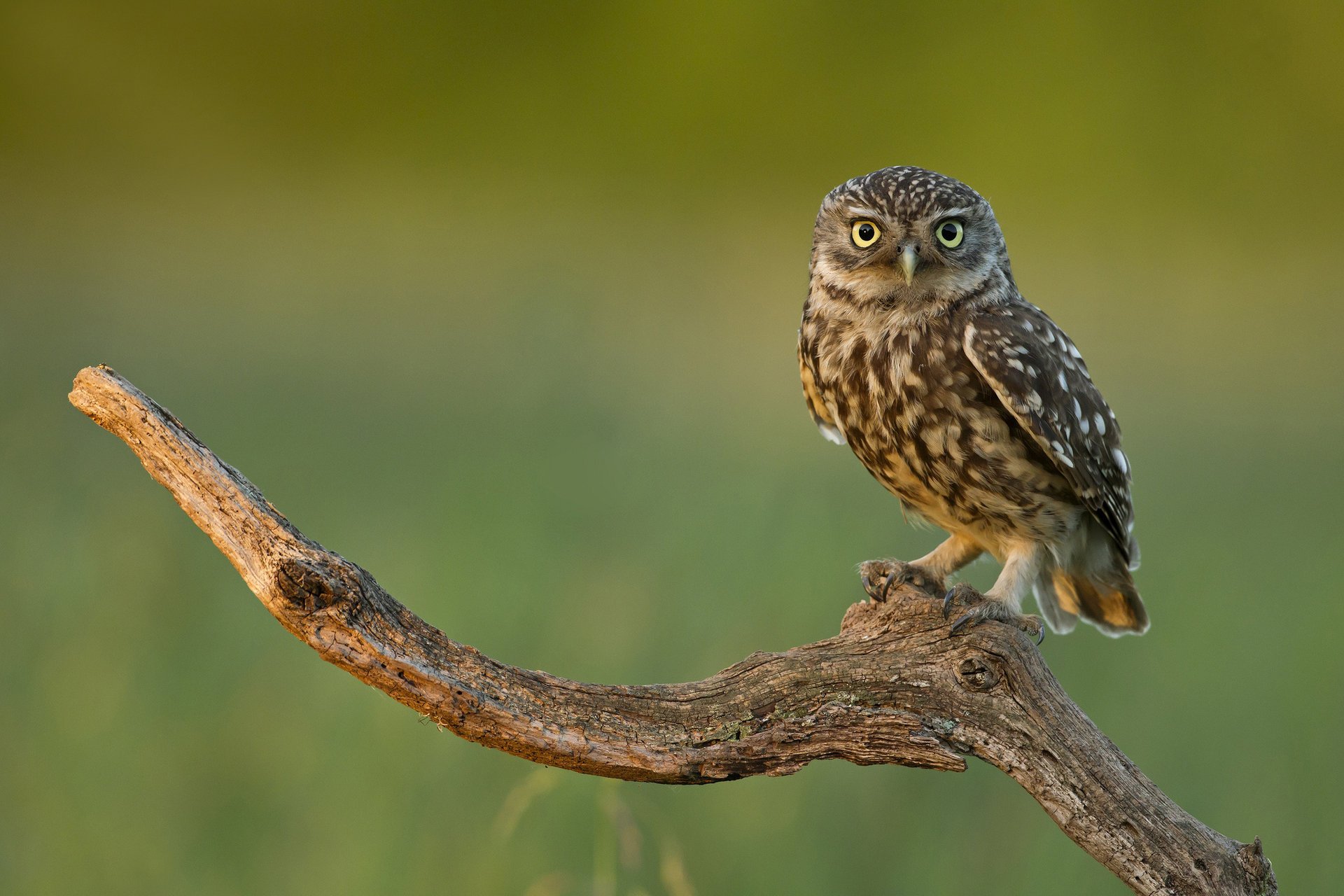 zweig eule vogel blick