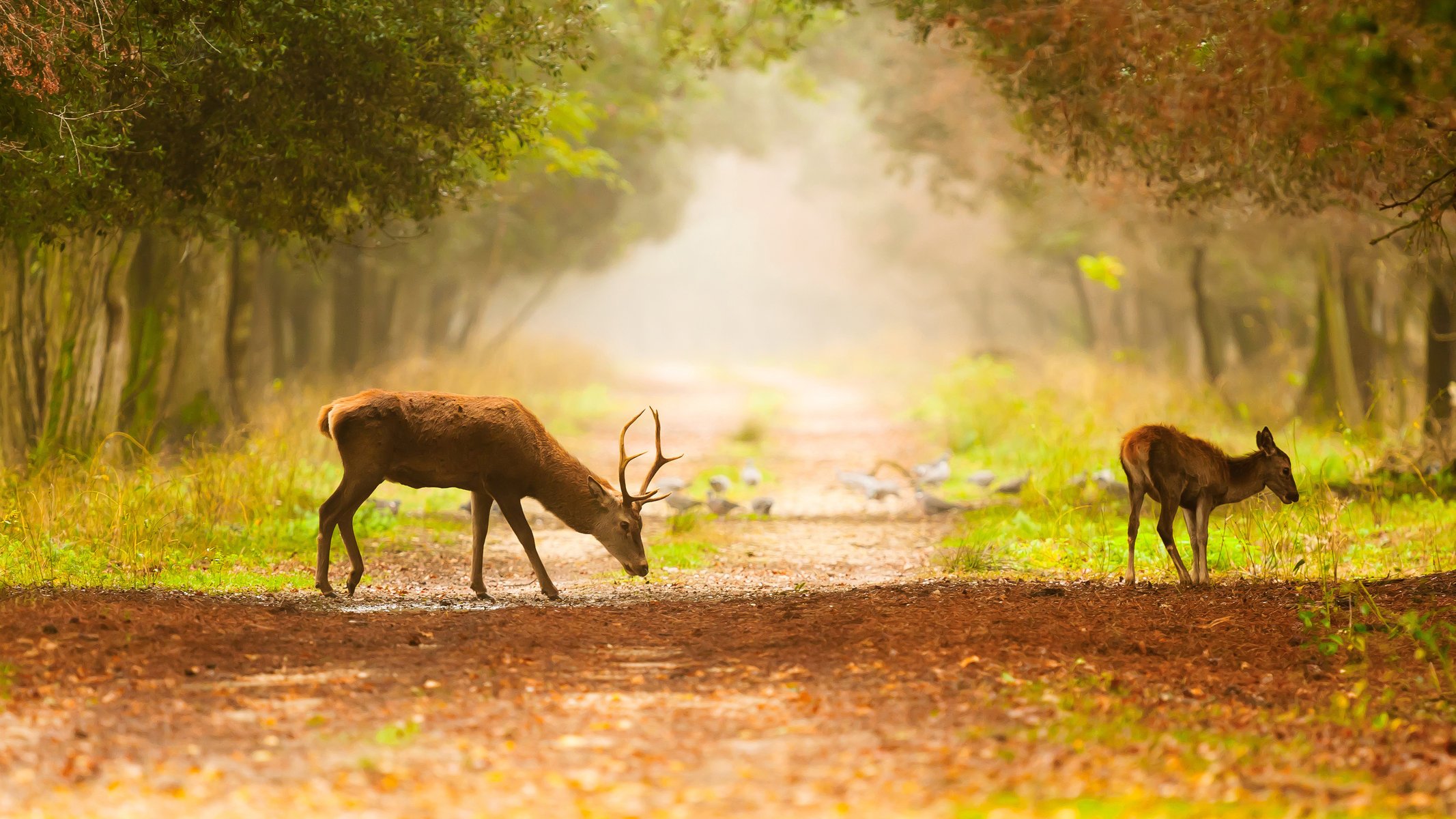 trees birds deer path fog