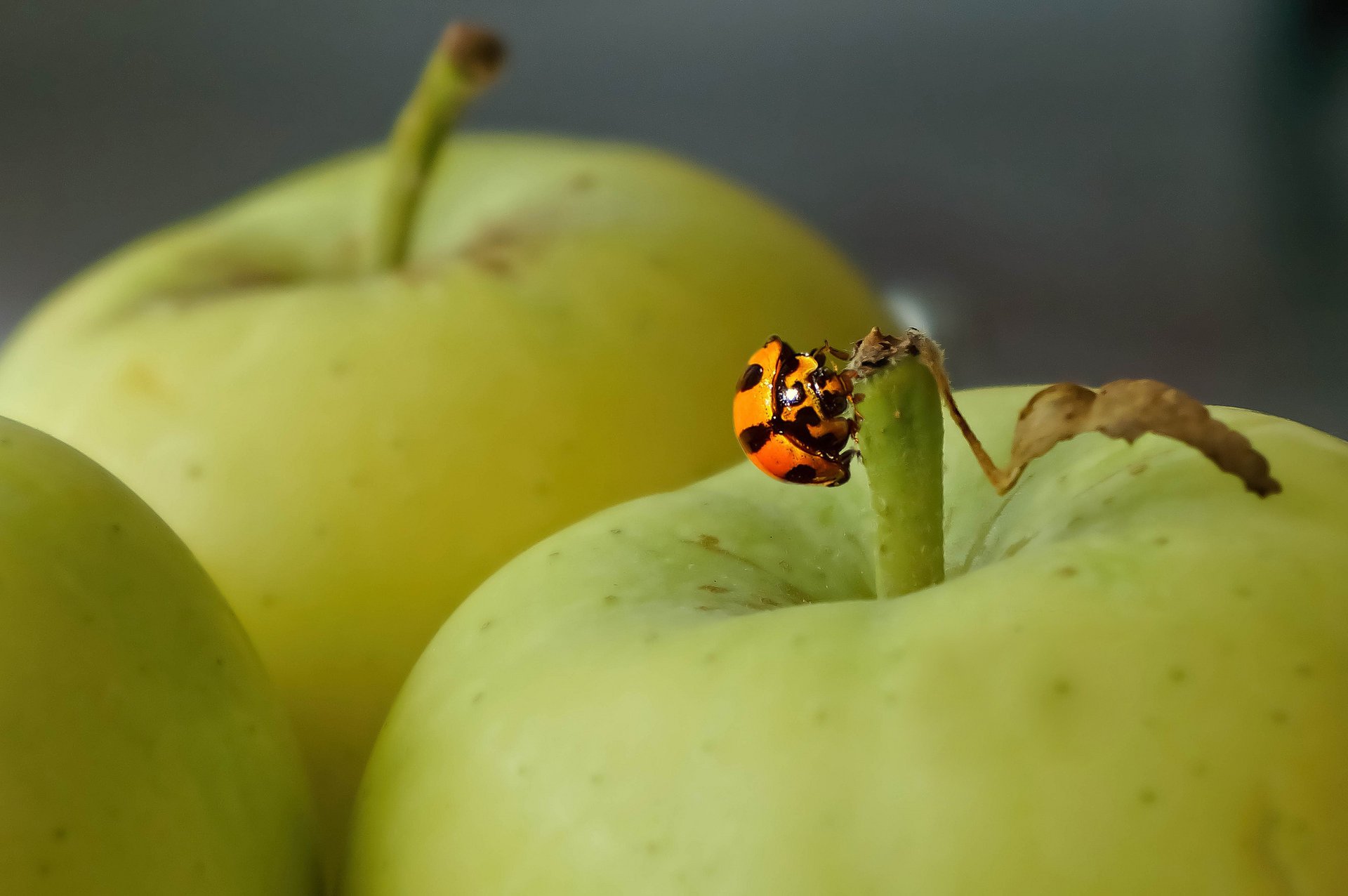 mele coccinella insetto sfondo