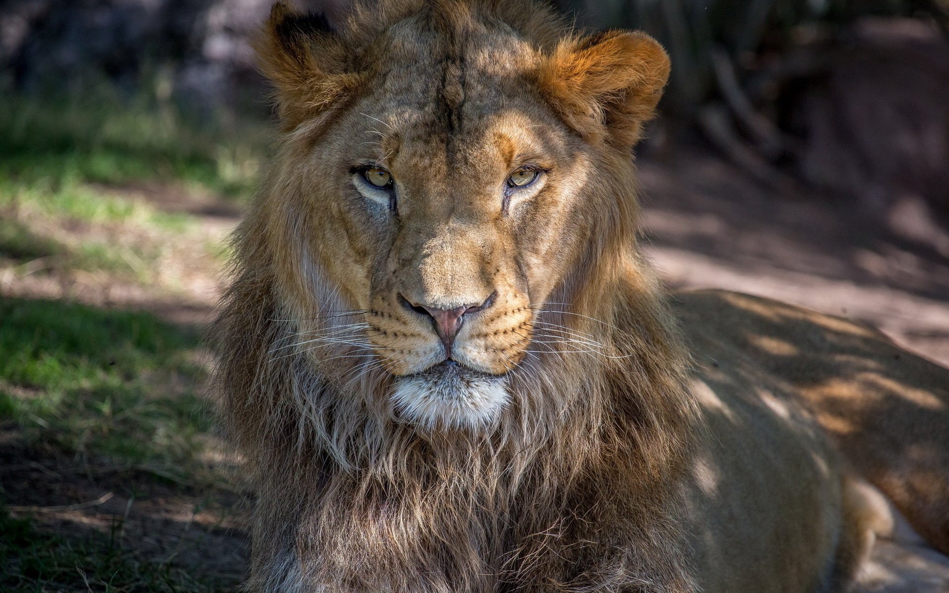 lion crinière museau prédateur asiatique