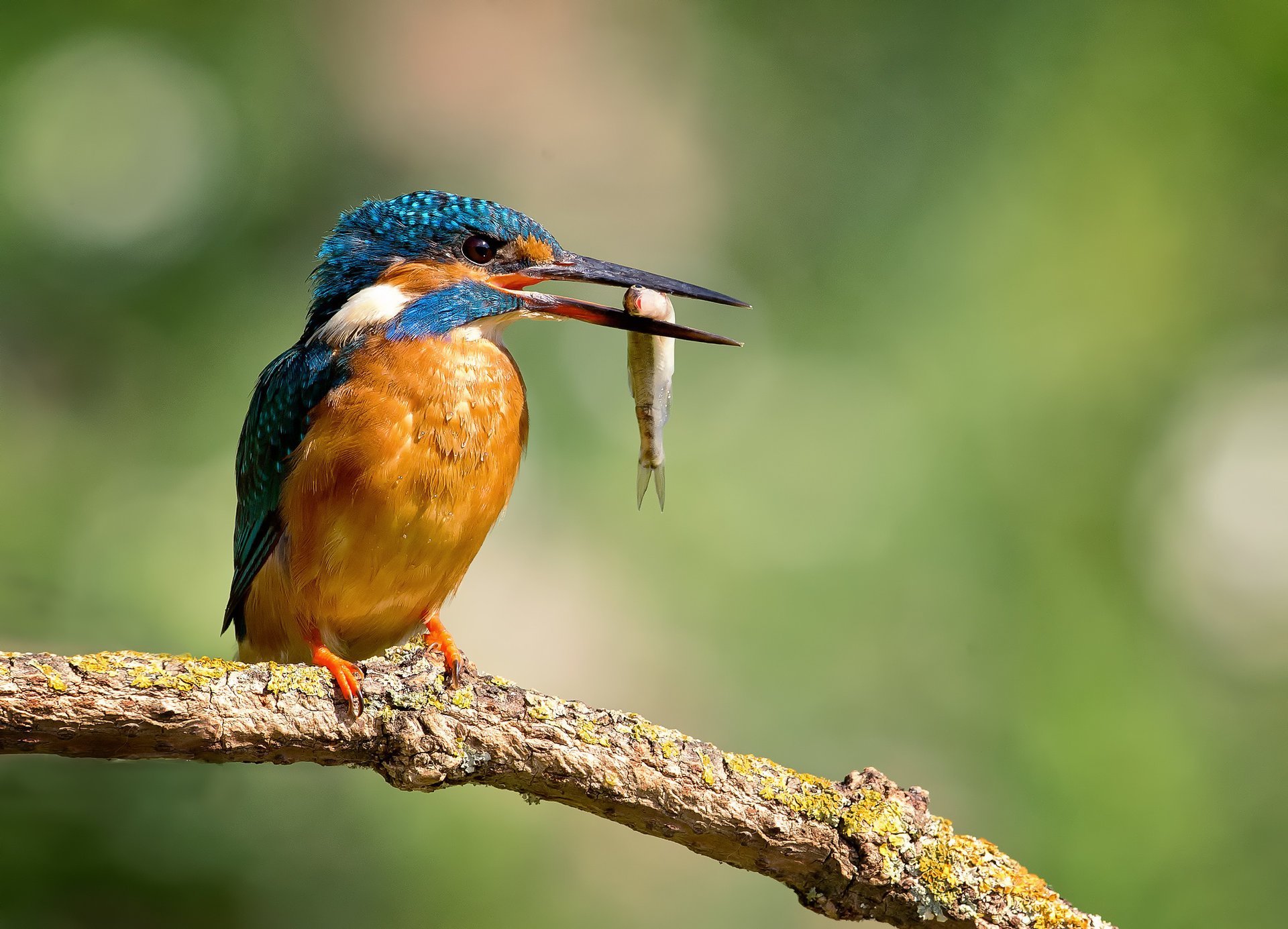 uccello alcedo atthis martin pescatore comune gocce kingfisher