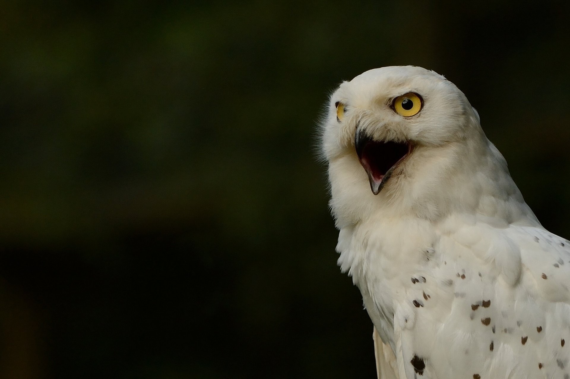 polareule snowy owl weiße eule