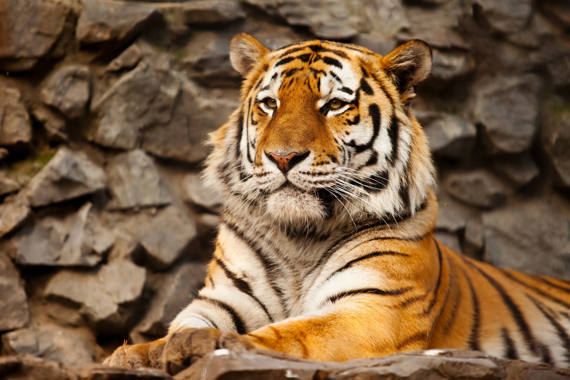 tiger the amur tiger cat stone predator