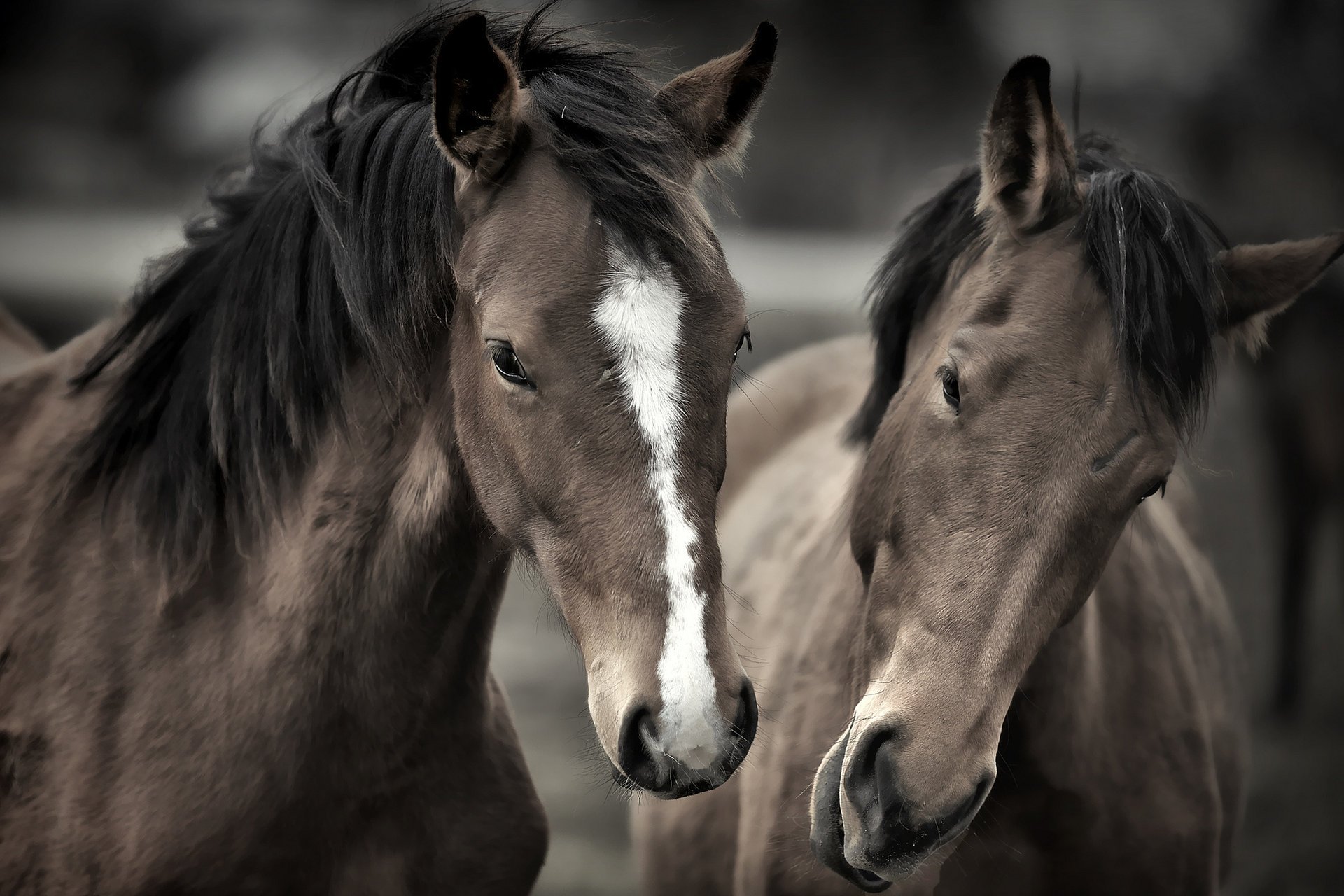 horse two muzzle