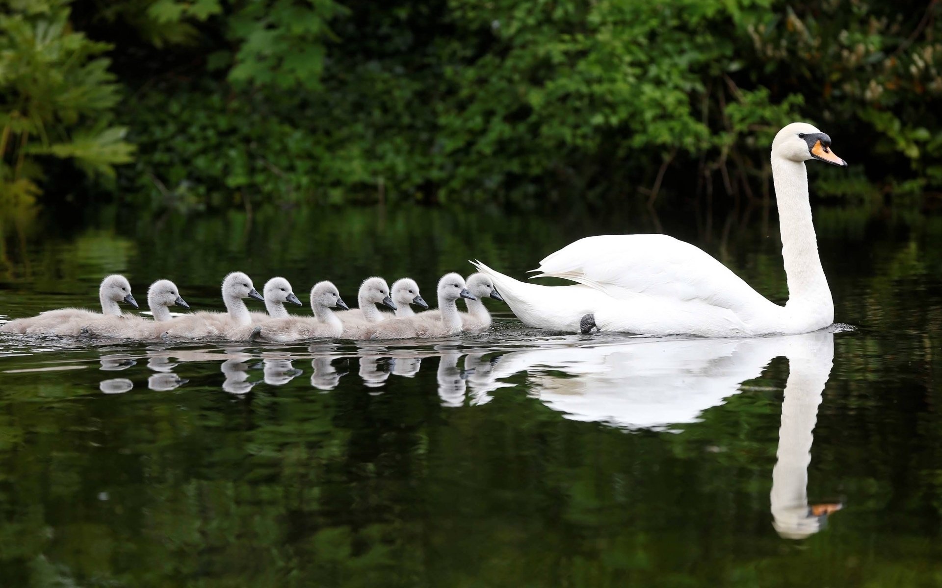 cisne polluelos reflexión agua