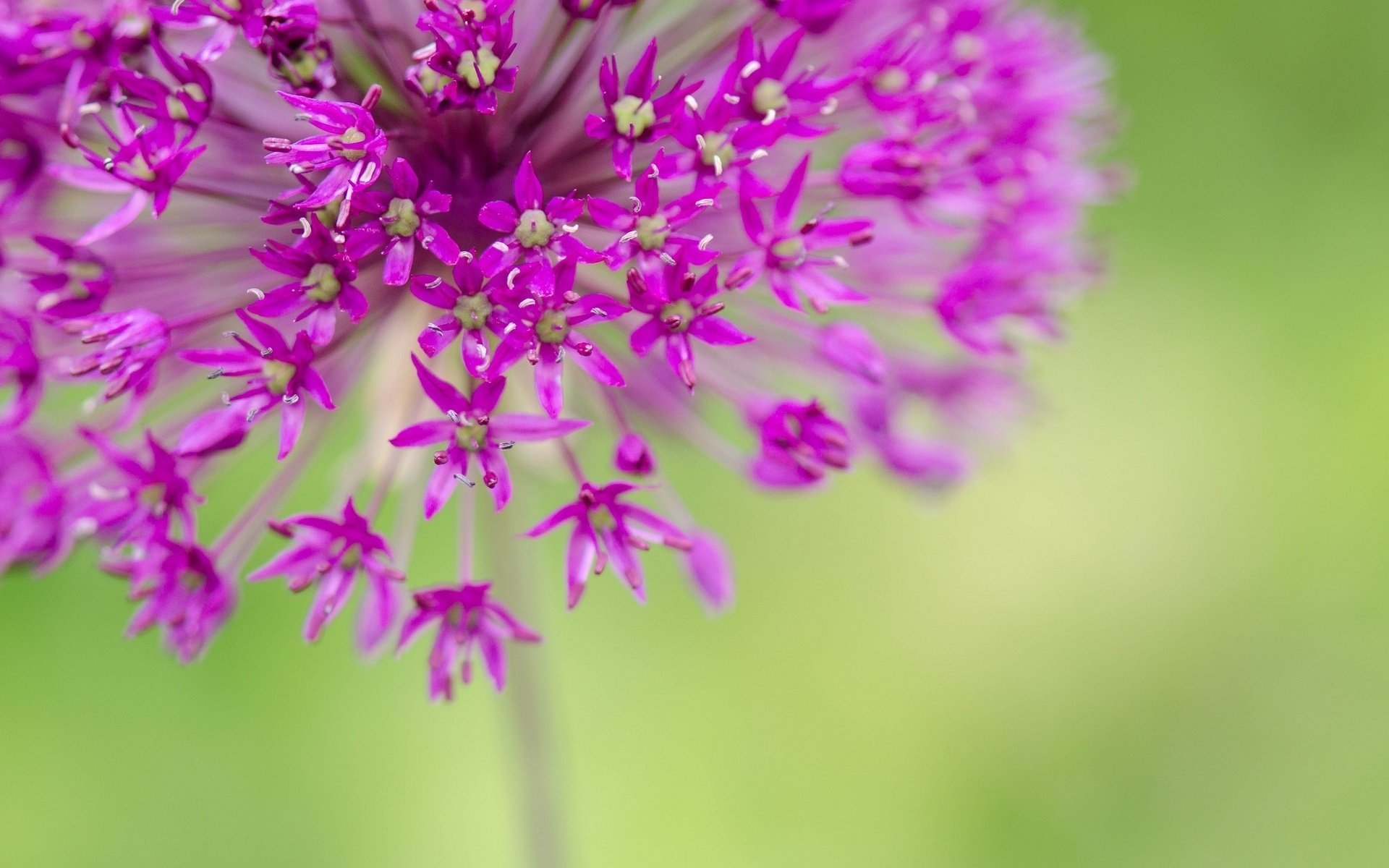 różowy kwiaty kwiatki makro kwiatek flower