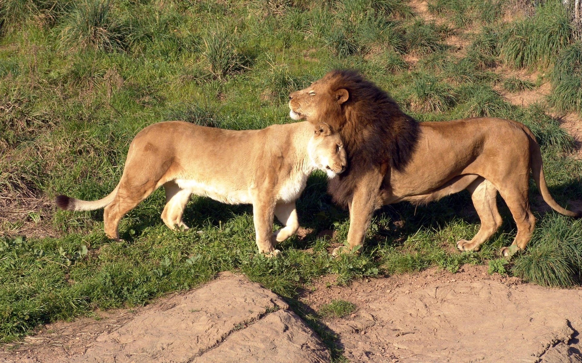 leoni savana tenerezza carezza amore erba