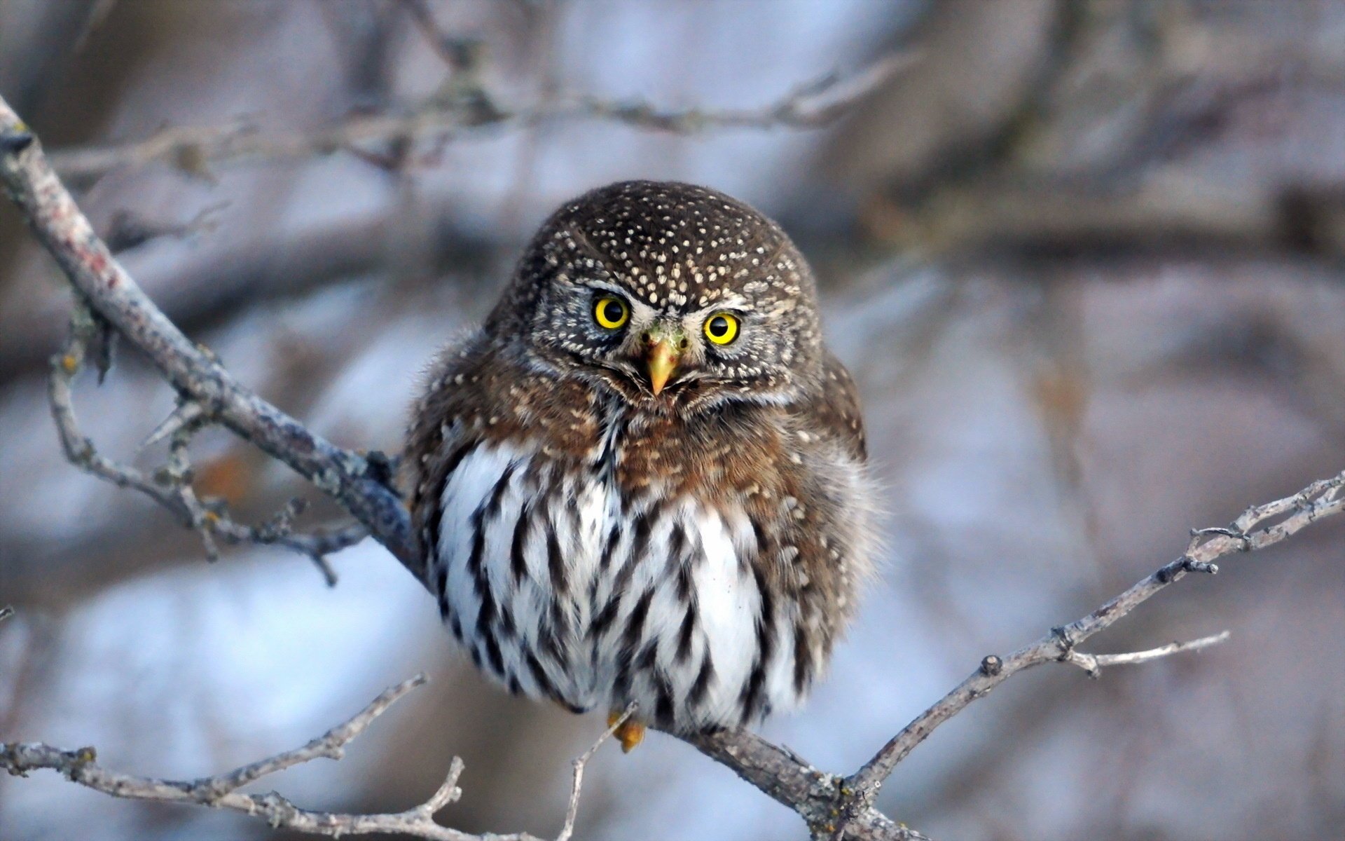 winter nature owl