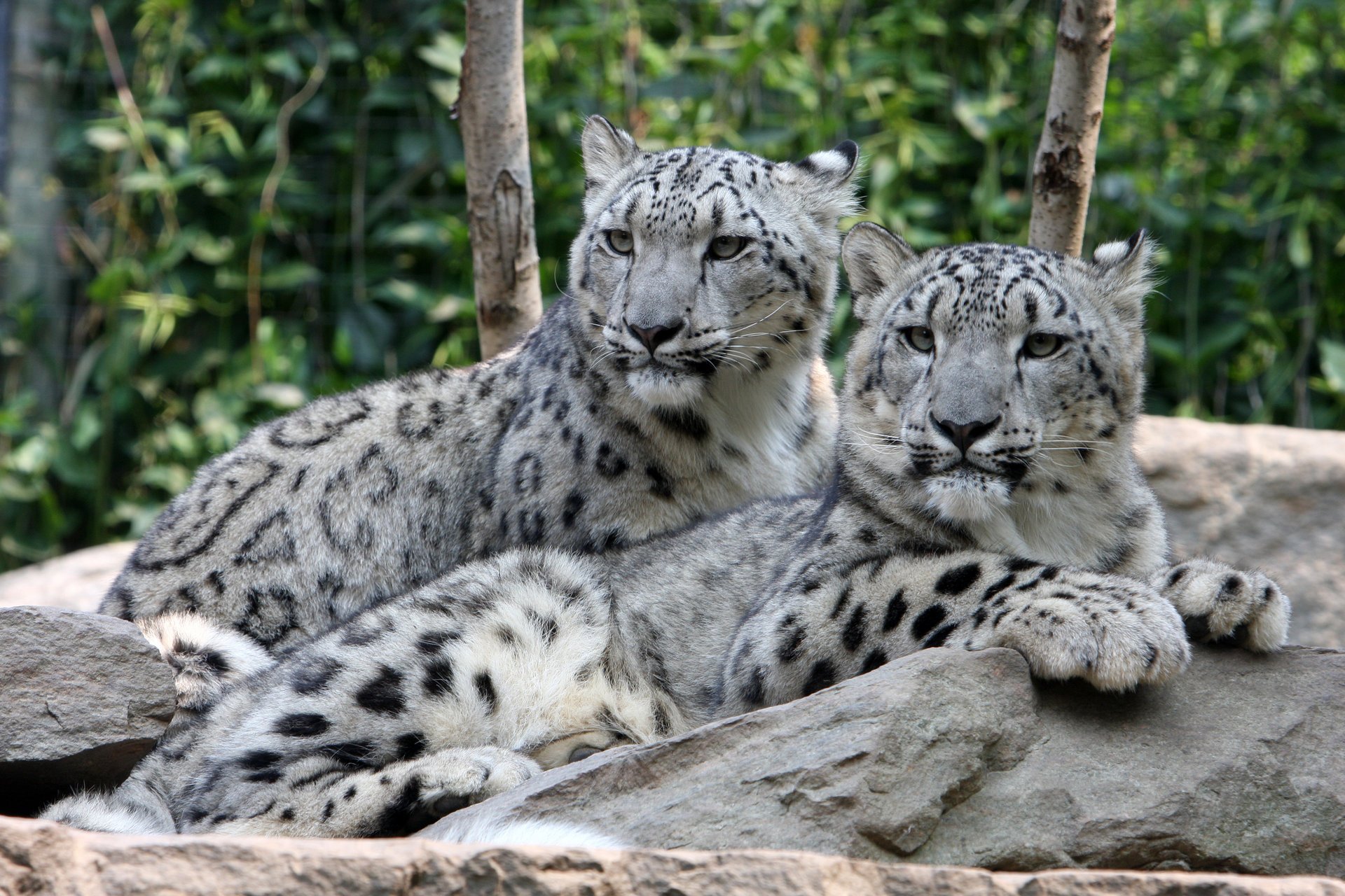 leopardo delle nevi irbis pietre coppia gatto