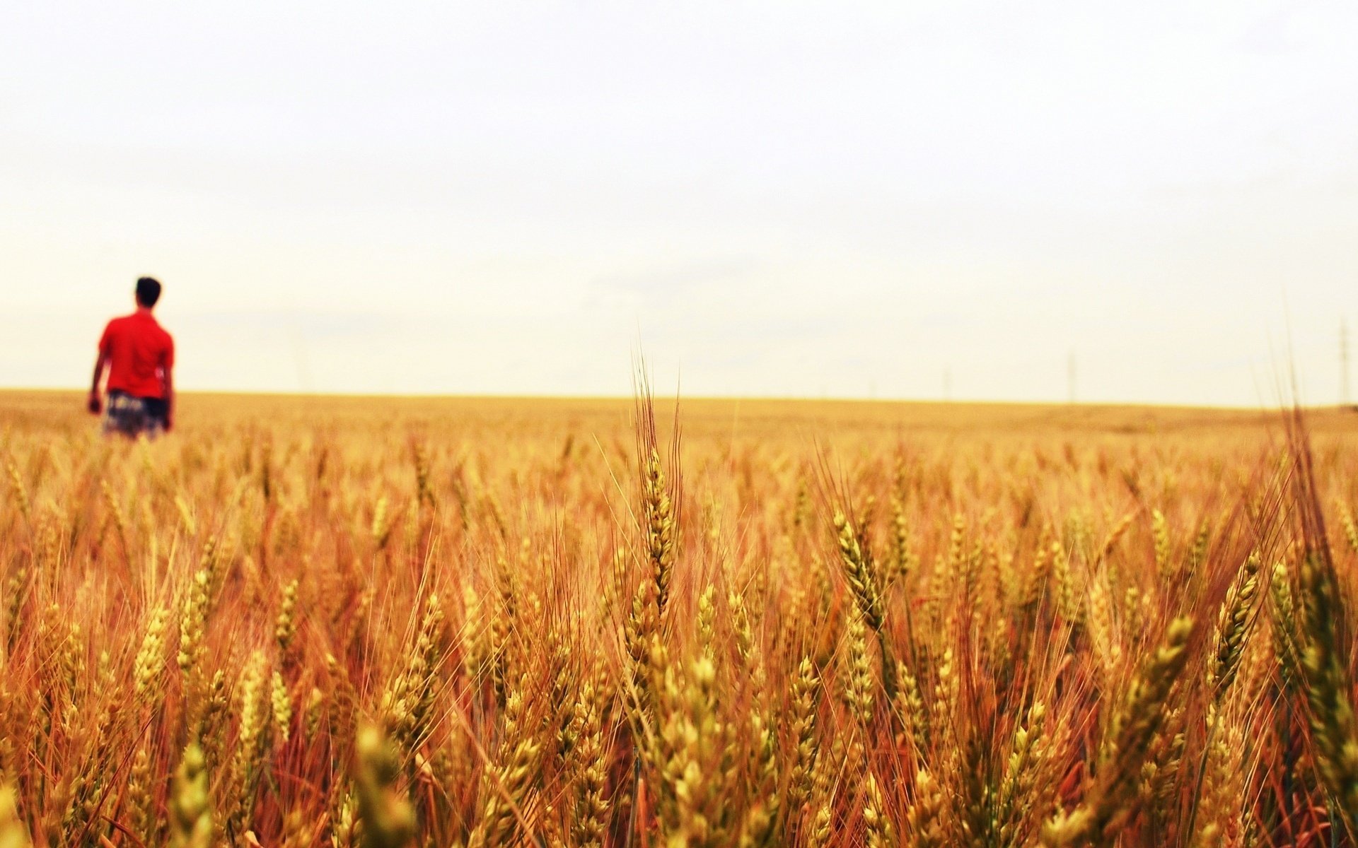 macro field wheat plant people rye male