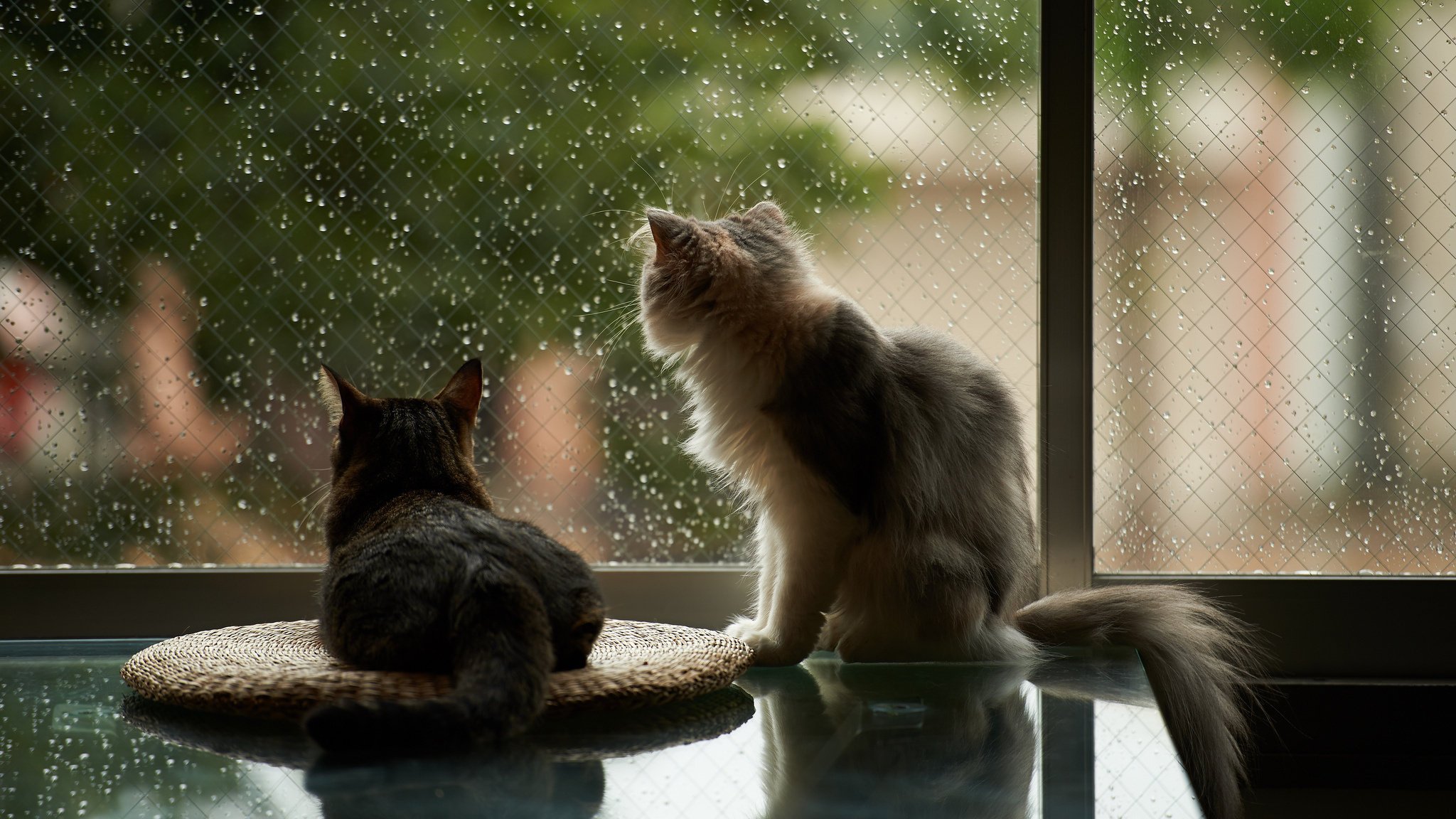 maison chats pluie fenêtre