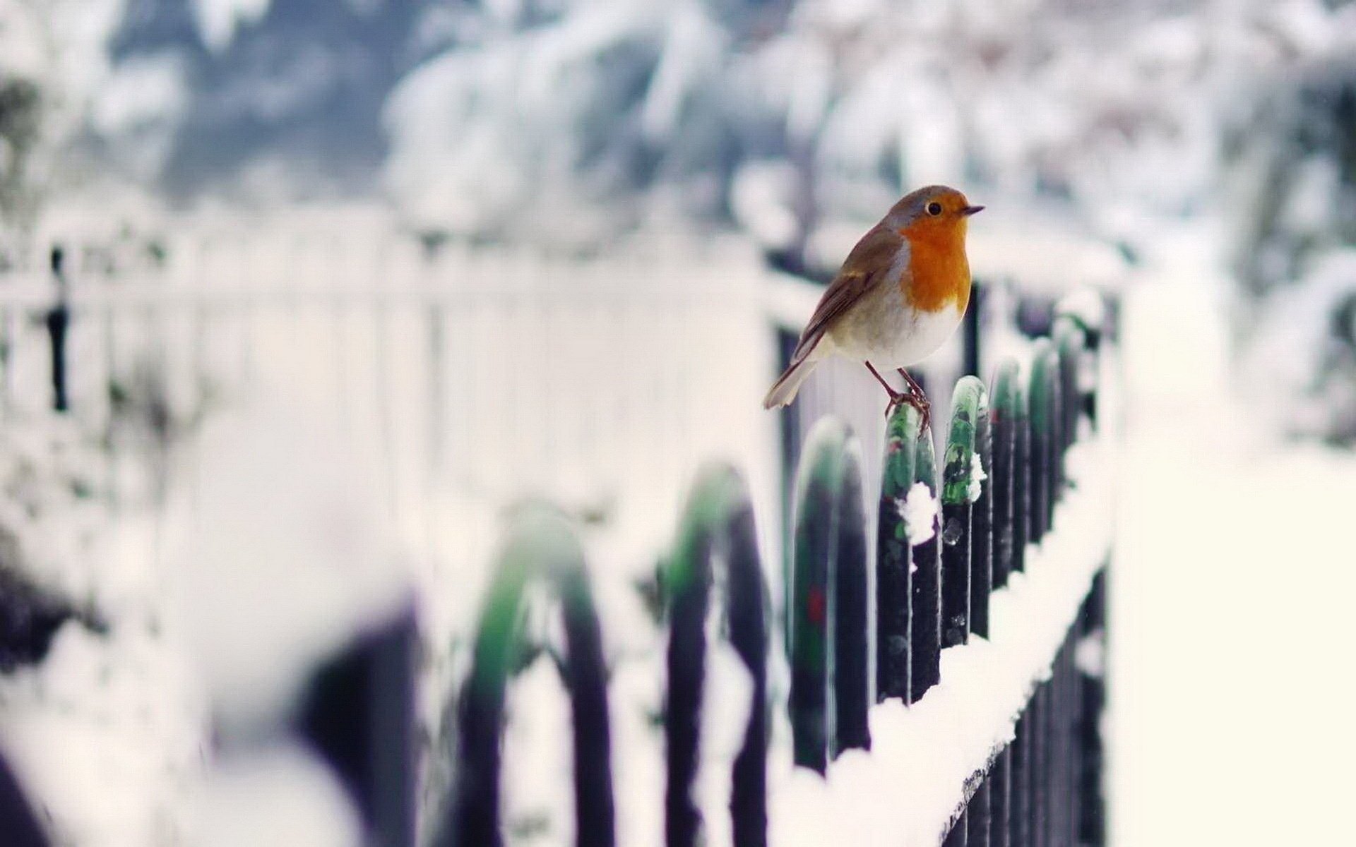 hiver oiseau clôture neige