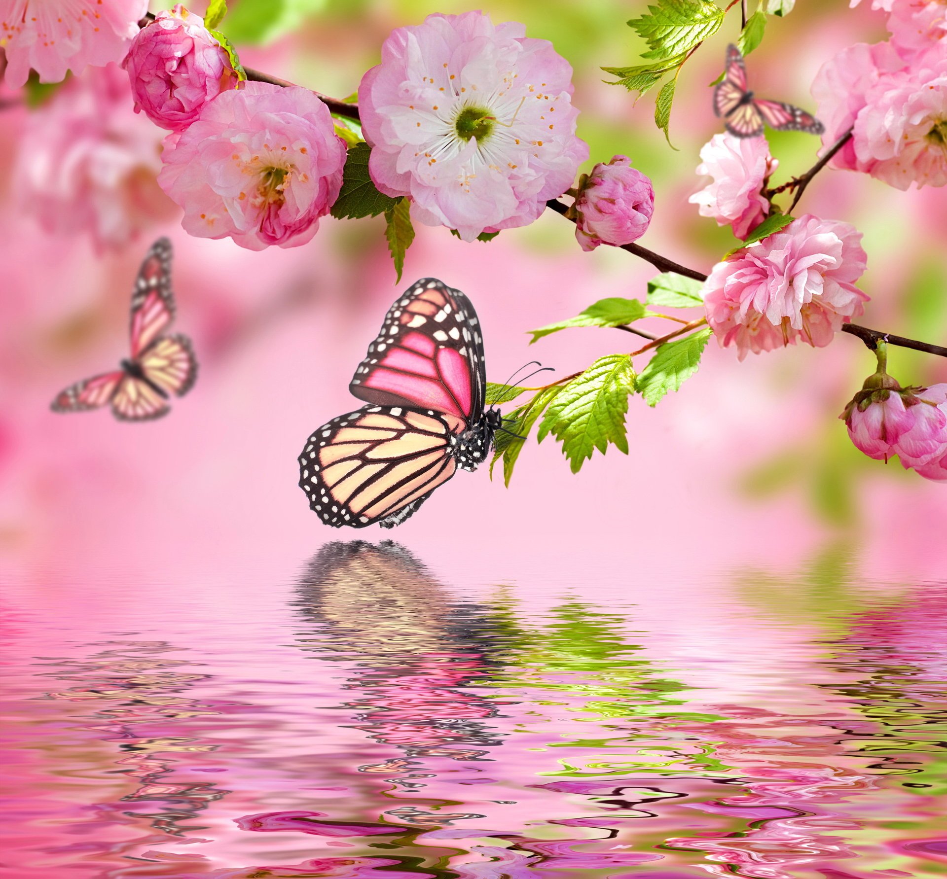 pring цветение water flowers весна pink butterflies blossom reflection